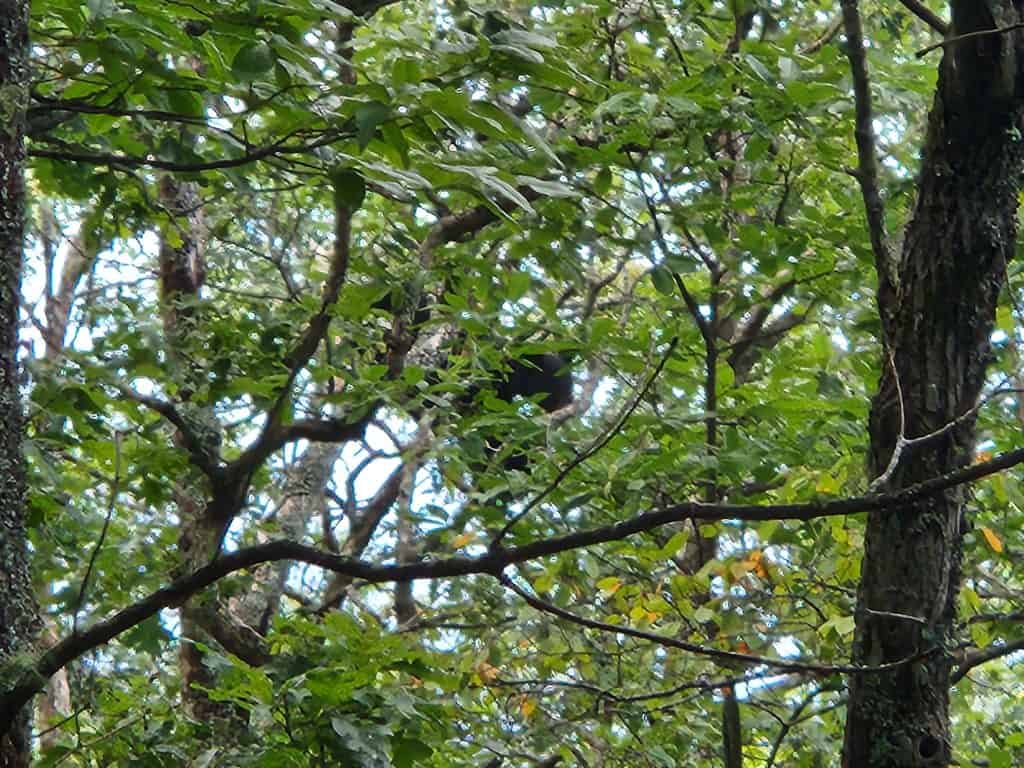 Bear hidden up a tree