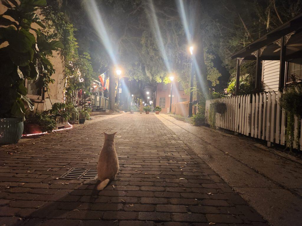 Cat, staring intently down a pathway