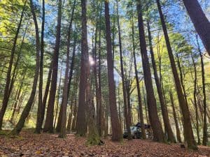Truck, with roof top tent parked deep in the woods with beautiful trees surrounding.