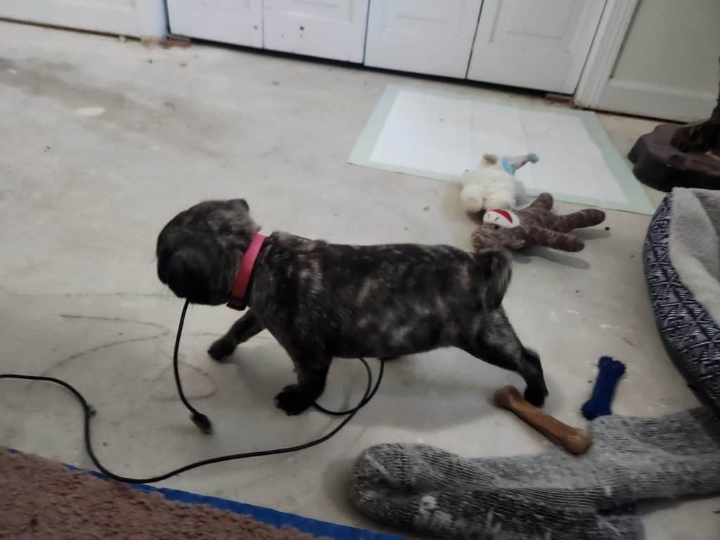 Tech SUpport Puppy with a usb cable in her mouth.