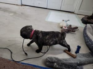 Tech SUpport Puppy with a usb cable in her mouth.