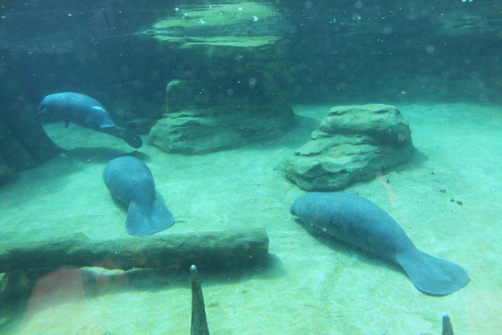Manatees resting at the bottom of a pool